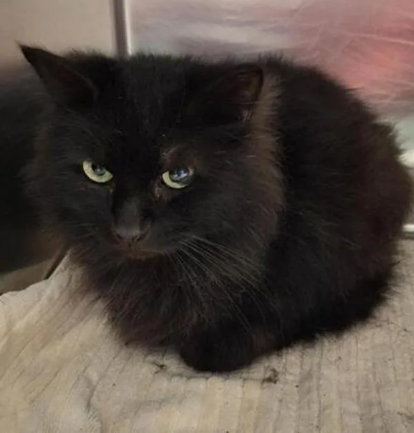 A senior small-sized male Domestic Long Hair cat named Reggie for adoption in Vancouver, WA