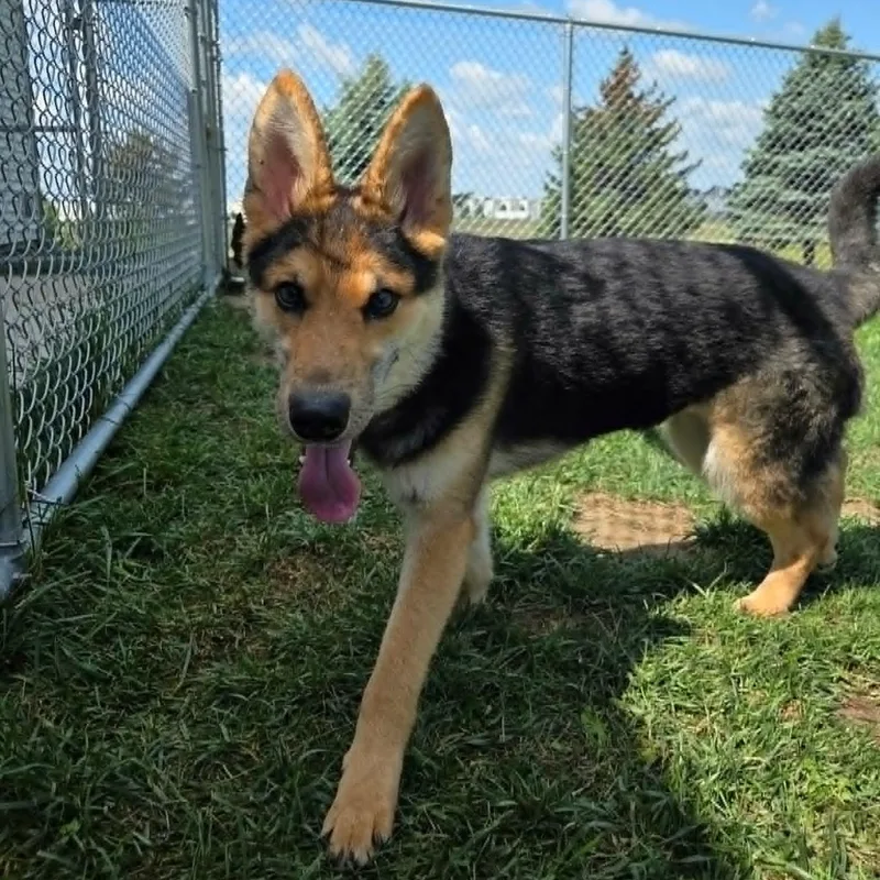A young medium-sized female Tricolor (Brown, Black, & White) Shepherd dog named Rue for adoption in Watertown, WI