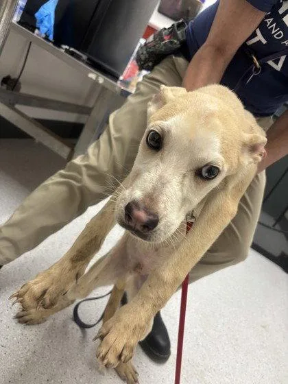 A baby medium-sized male Mixed Breed dog named Pele for adoption in Oakland, CA