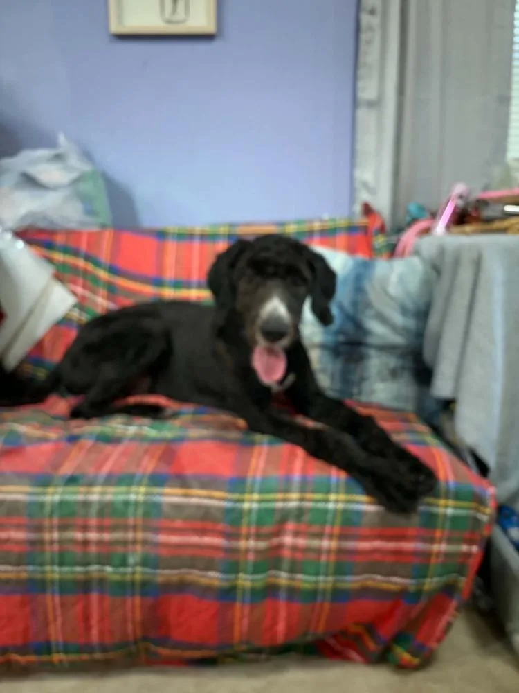 A baby medium-sized male Bernese Mountain Dog dog named D.c. for adoption in Dutton, VA