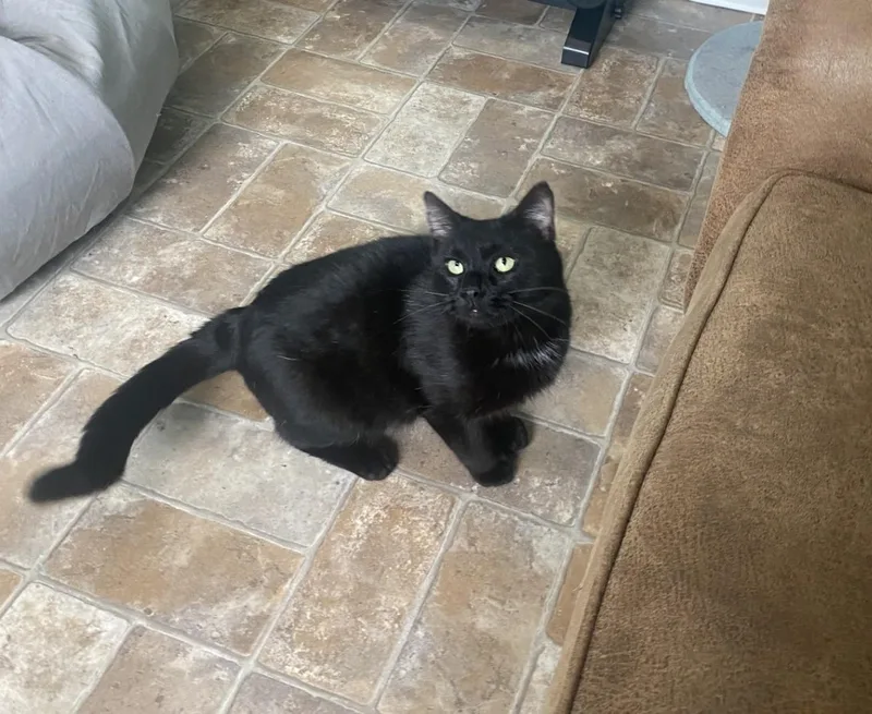 An adult large-sized male Domestic Short Hair cat named Moose On The Loose for adoption in Altoona, PA