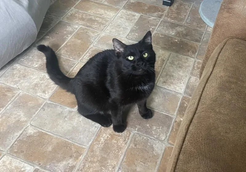 Moose On The Loose thumbnail 2