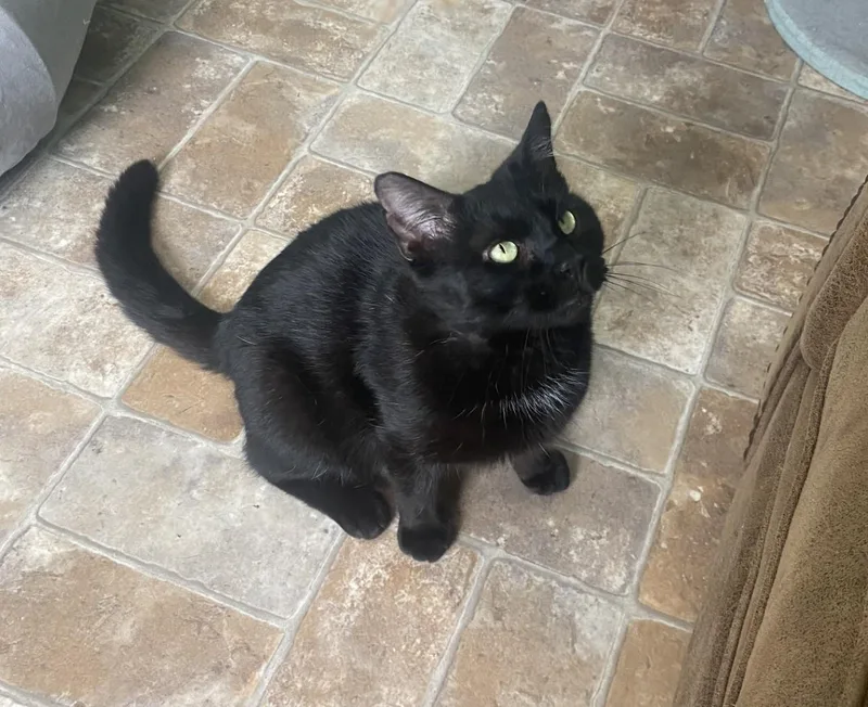 Moose On The Loose thumbnail 3