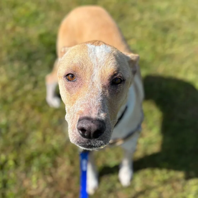 An adult medium-sized male Yellow / Tan / Blond / Fawn Labrador Retriever dog named Axel for adoption in Dover, NH