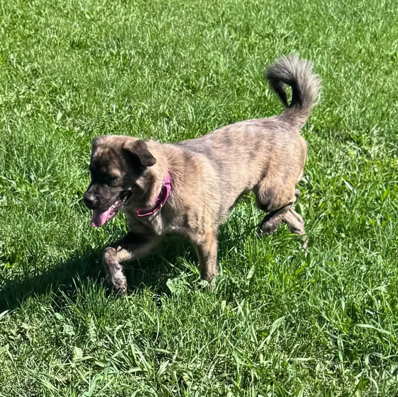 An adult medium-sized female Mixed Breed dog named Phoebe for adoption in Coldwater, MI