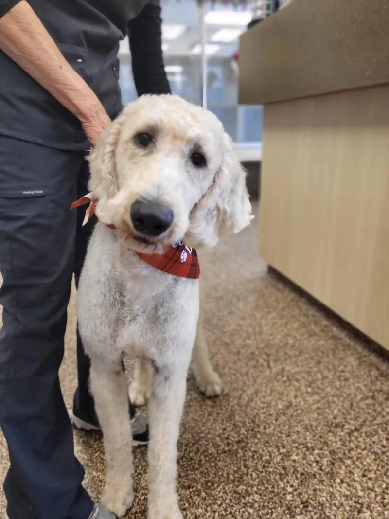 A young large-sized male White / Cream Goldendoodle dog named Stan for adoption in Salisbury, NC