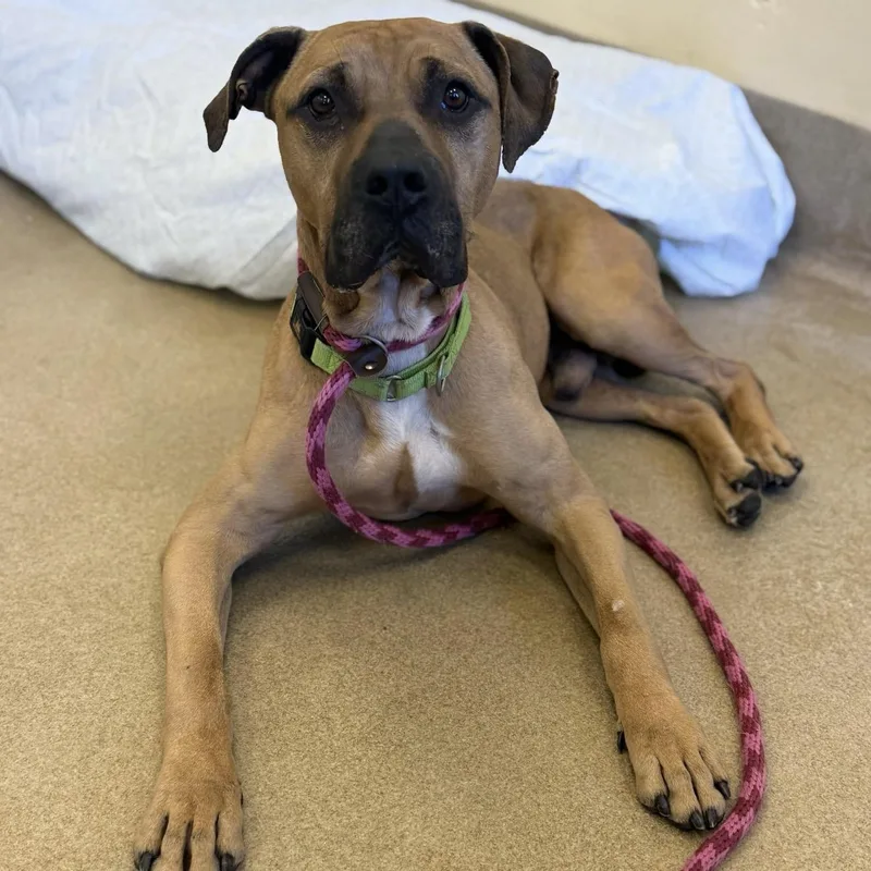 A senior large-sized male Apricot / Beige Pit Bull Terrier dog named Gator for adoption in Eatontown, NJ