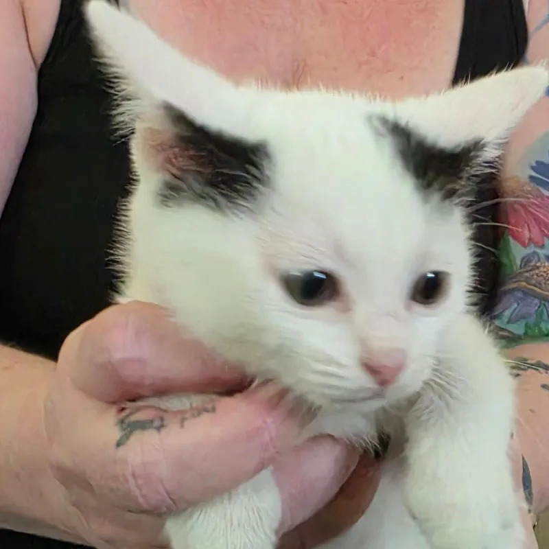 A baby small-sized male Domestic Short Hair cat named Chef Smurf for adoption in Muncie, IN
