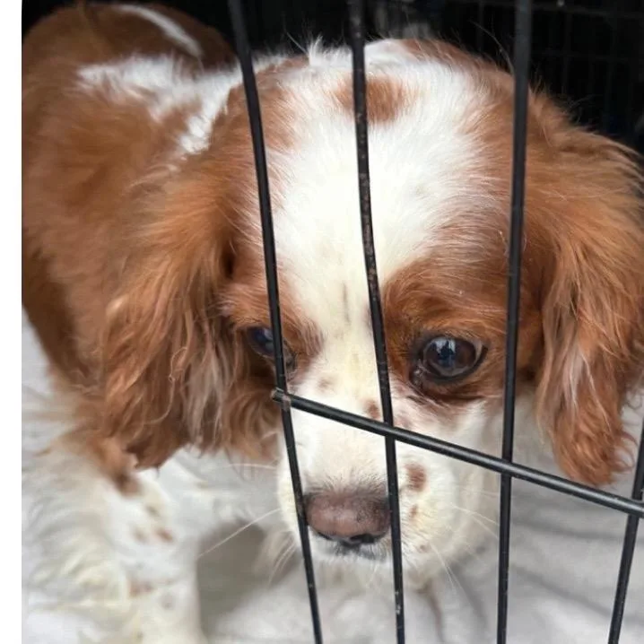 A senior medium-sized female White / Cream Cavalier King Charles Spaniel dog named Queeny for adoption in Normal, IL