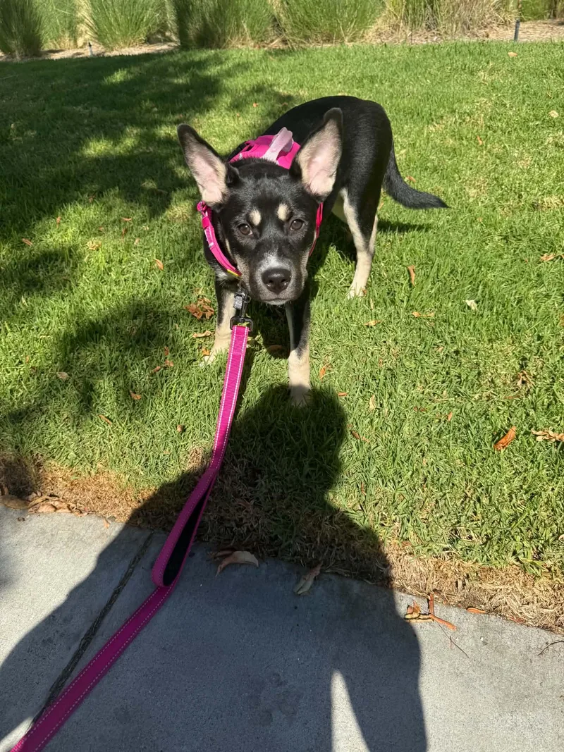 A baby medium-sized female Black Shepherd dog named Honey for adoption in Reseda, CA