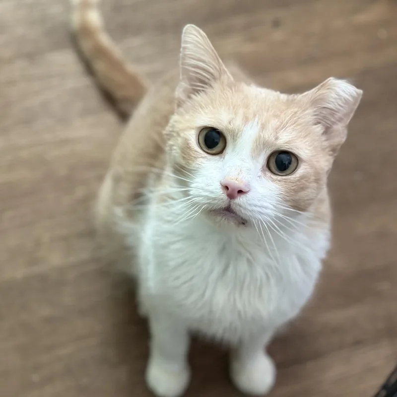 A senior medium-sized male Orange / Red Domestic Short Hair cat named Tom for adoption in Providence, RI