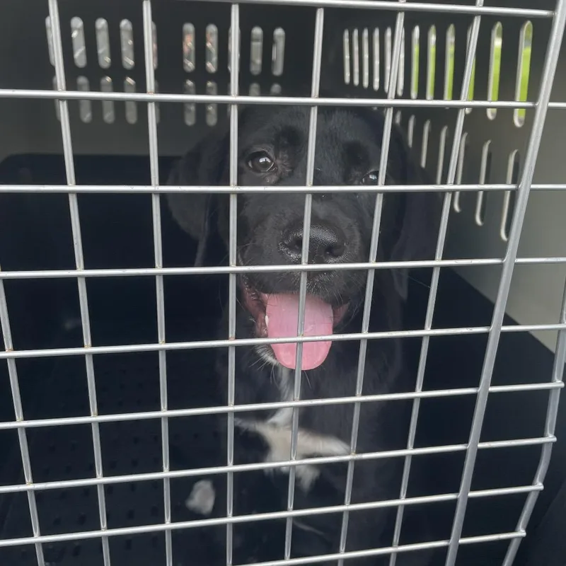 A baby small-sized female Black Mixed Breed dog named Kenslie for adoption in Lake Jackson, TX