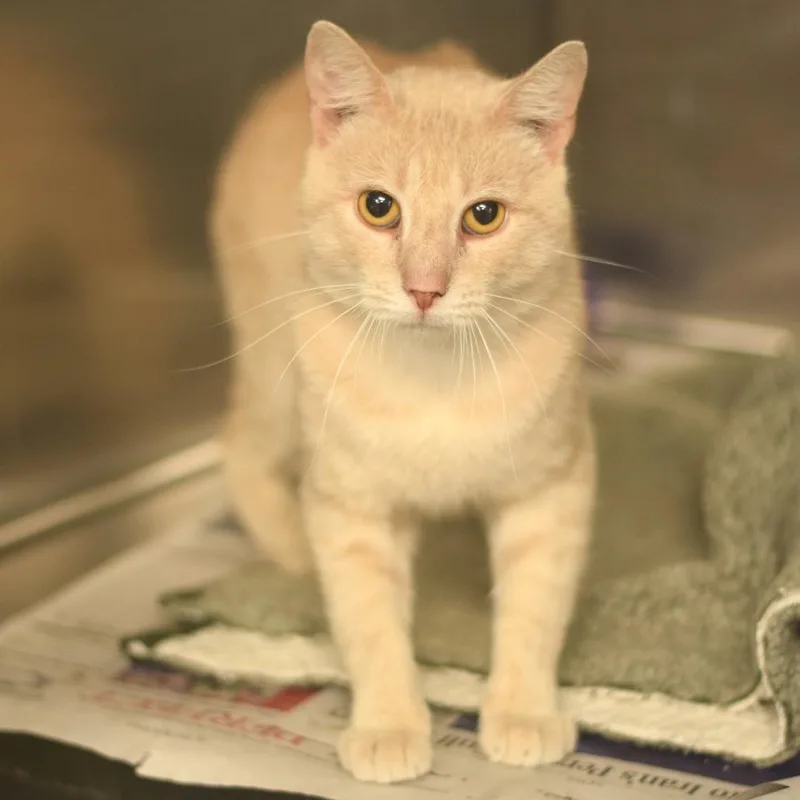 A young medium-sized male Buff / Tan / Fawn Domestic Short Hair cat named Sunny for adoption in Belleville, IL