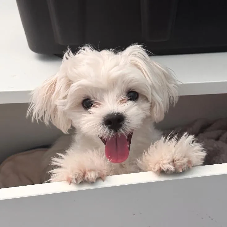 A young small-sized male Maltese dog named Chowder for adoption in Tempe, AZ