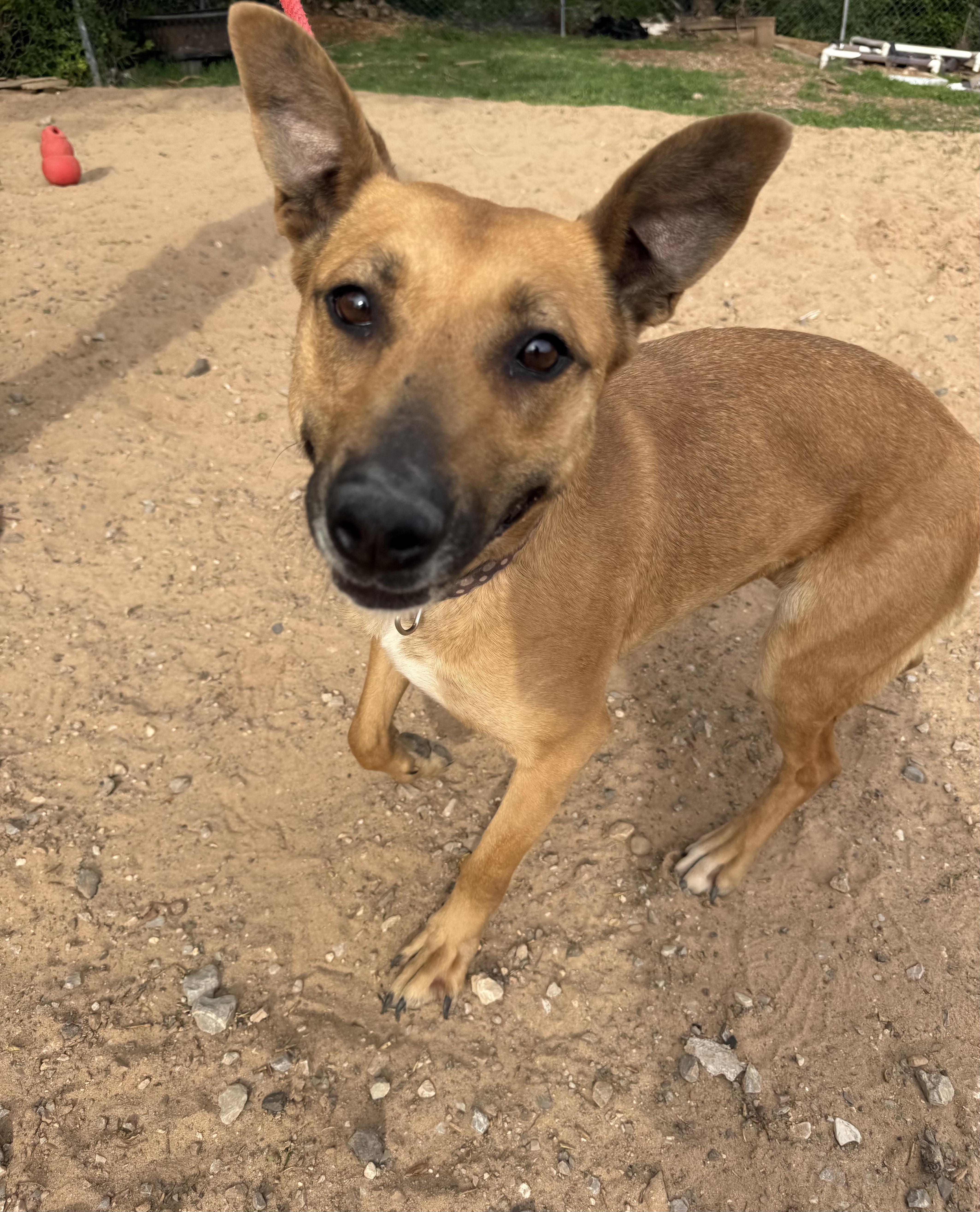 Tiffany Biffany thumbnail 2