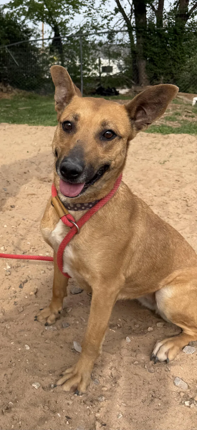 Tiffany Biffany thumbnail 4