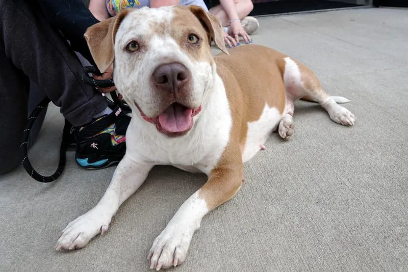 Peppa Pka Sasha thumbnail 3