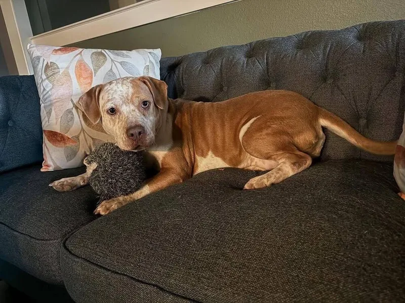 Peppa Pka Sasha thumbnail 4