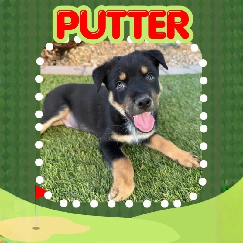 A baby small-sized male Mixed Breed dog named Putter for adoption in Mesa, AZ