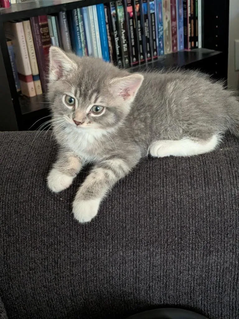 A baby medium-sized male Domestic Short Hair cat named Blackbeard for adoption in Logan, UT
