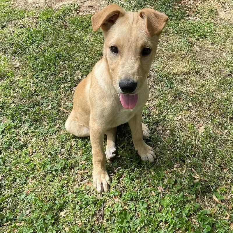 A baby medium-sized male Yellow / Tan / Blond / Fawn Shepherd dog named Elmer for adoption in Jarrettsville, MD
