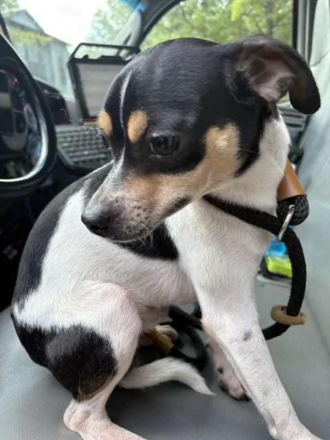 A young medium-sized male Rat Terrier dog named Yoda for adoption in Huntsville, AL