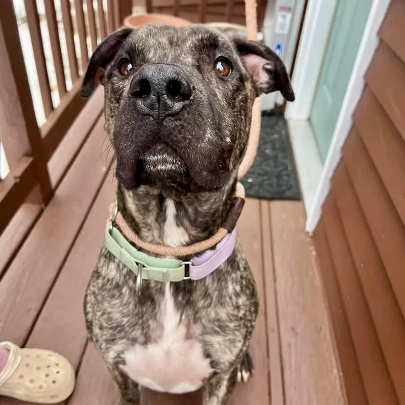 An adult medium-sized male Brindle Plott Hound dog named Goose for adoption in Blacksburg, VA