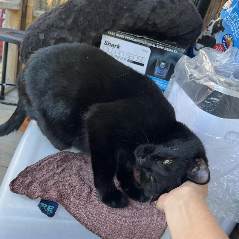 Clawdette thumbnail 2