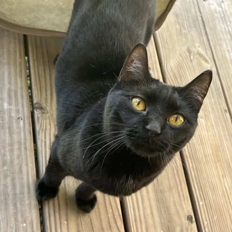 Clawdette thumbnail 3