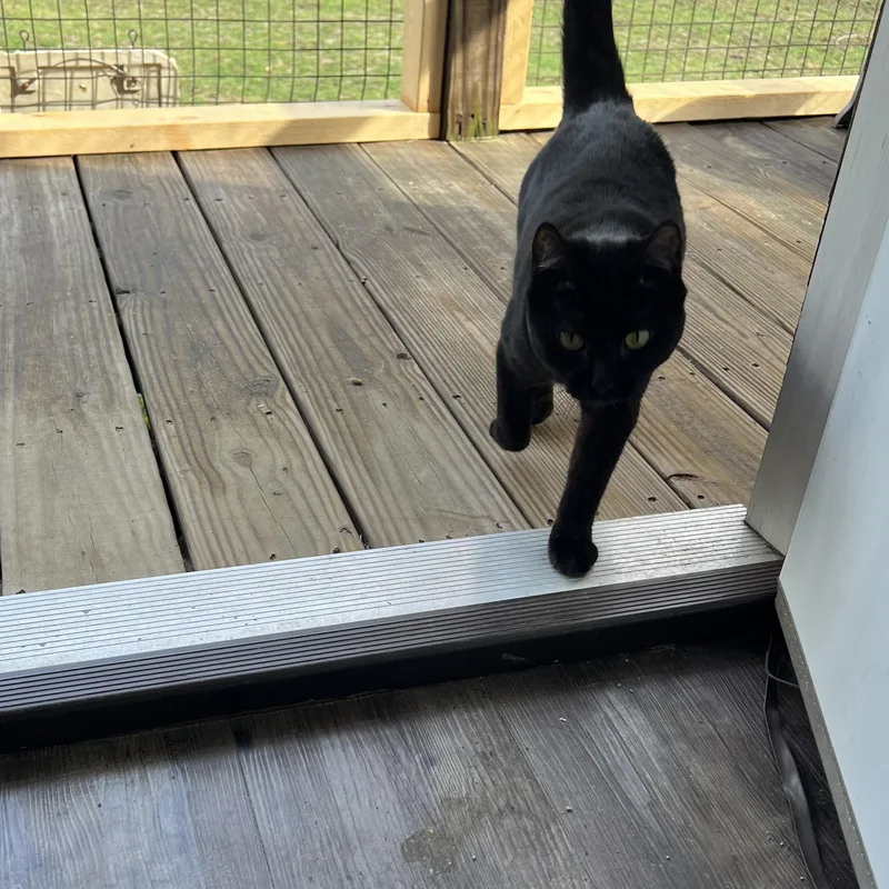 Clawdette thumbnail 4