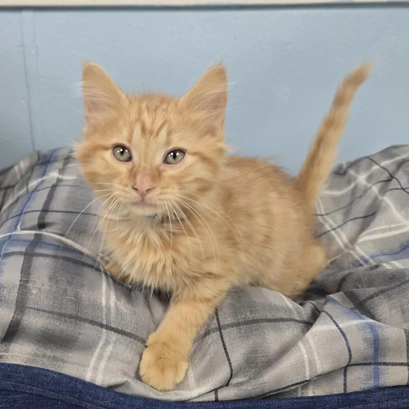 A baby medium-sized male Orange / Red Domestic Long Hair cat named Wildberry for adoption in Farmington, MO