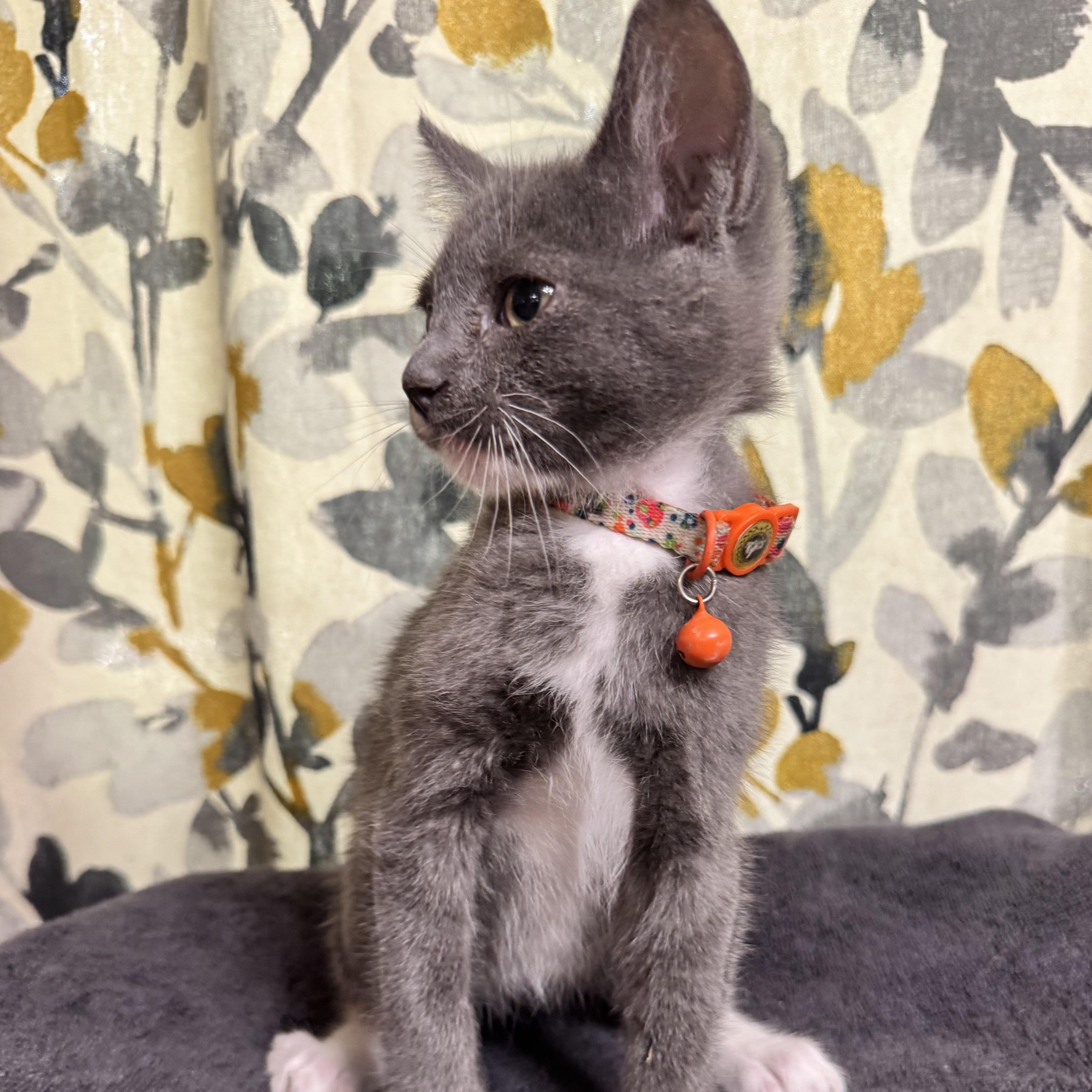 A young small-sized male Gray & White Domestic Short Hair cat named Gideon for adoption in Bentonville, AR