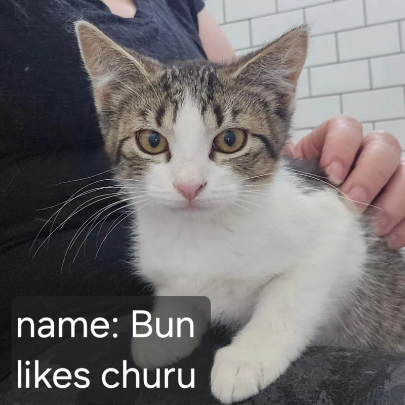 Bun Orr