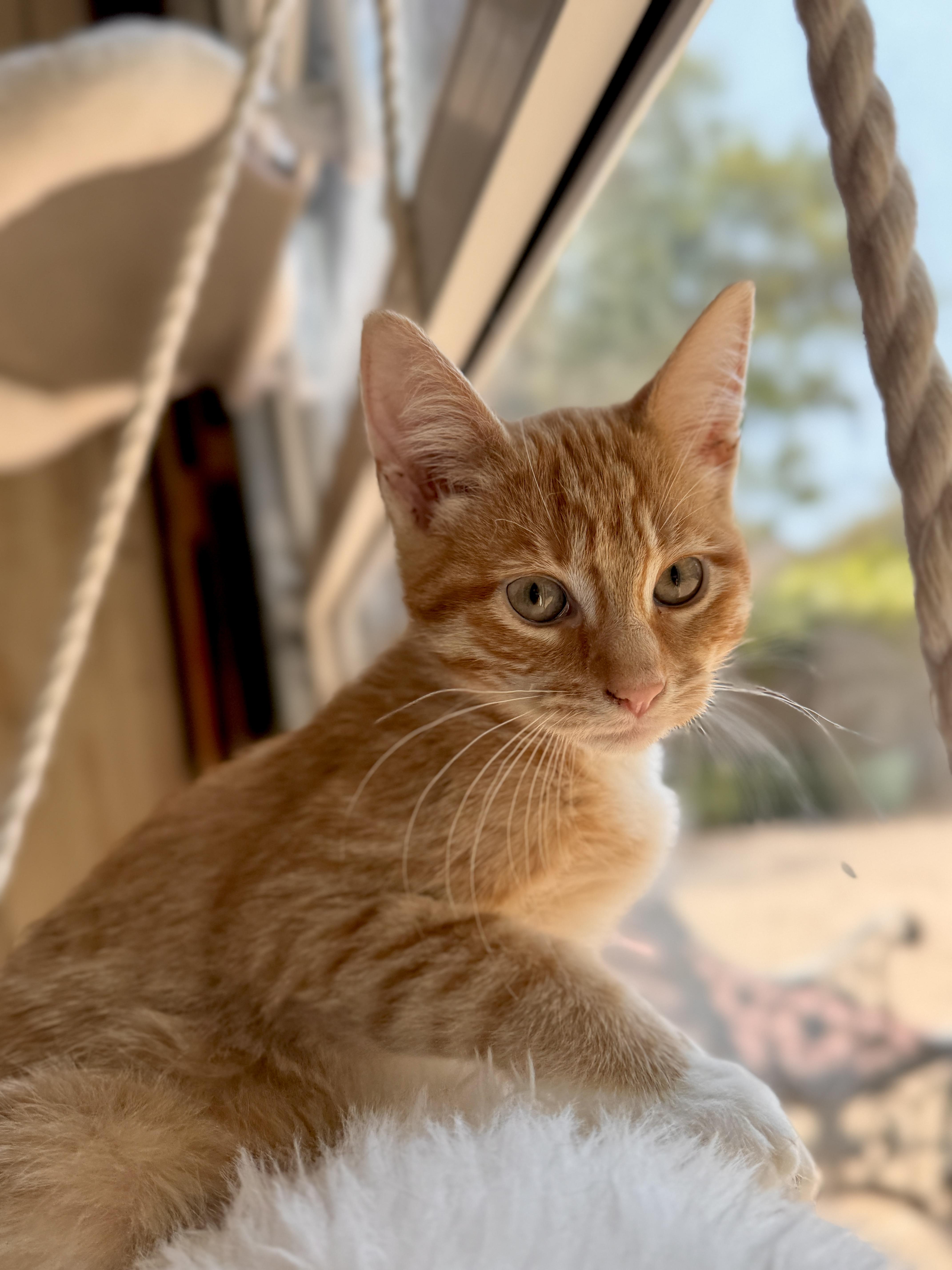 A baby medium-sized male Tabby (Orange / Red) Tabby cat named Cleo for adoption in Keller, TX