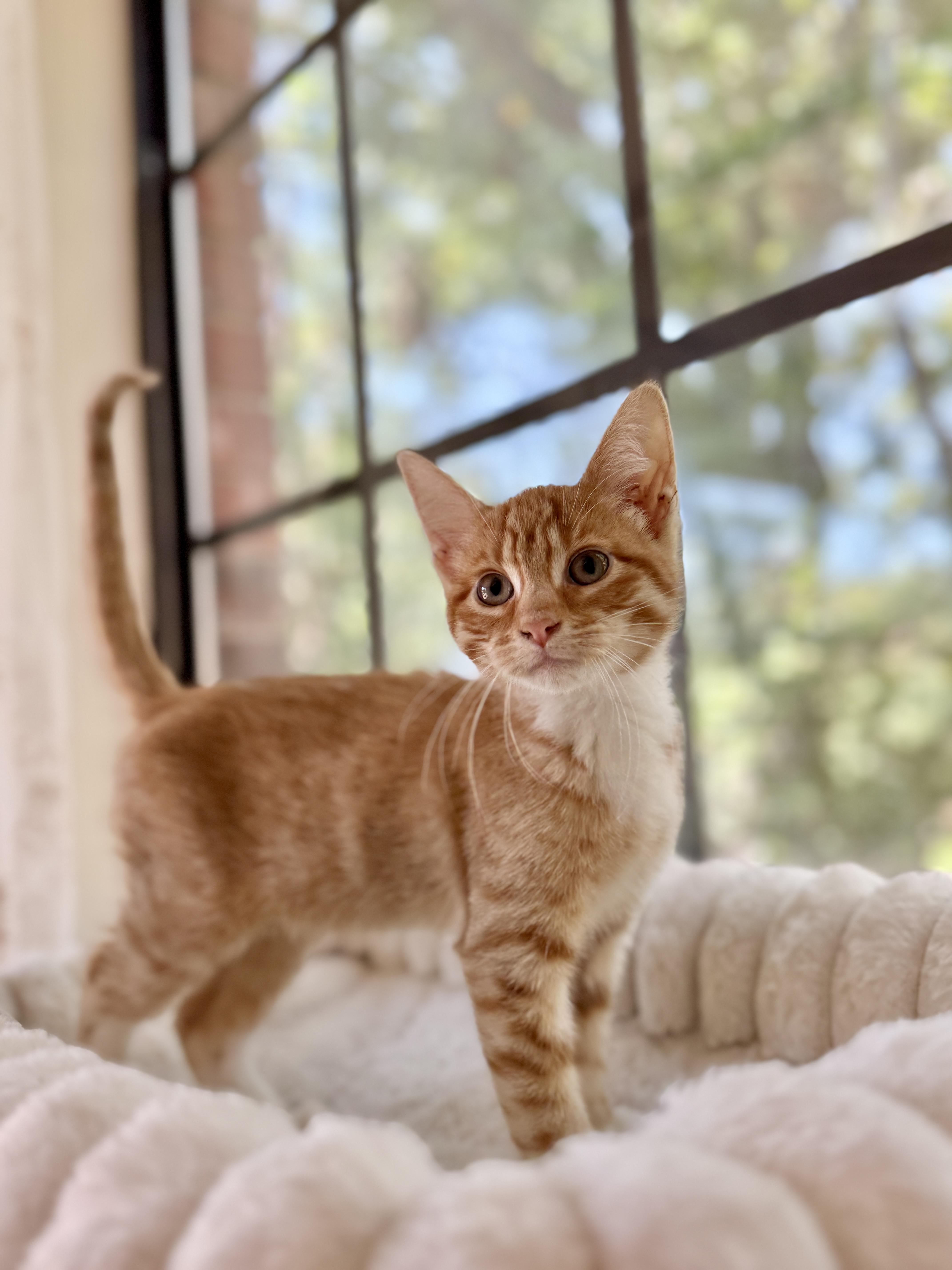 Cleo thumbnail 2