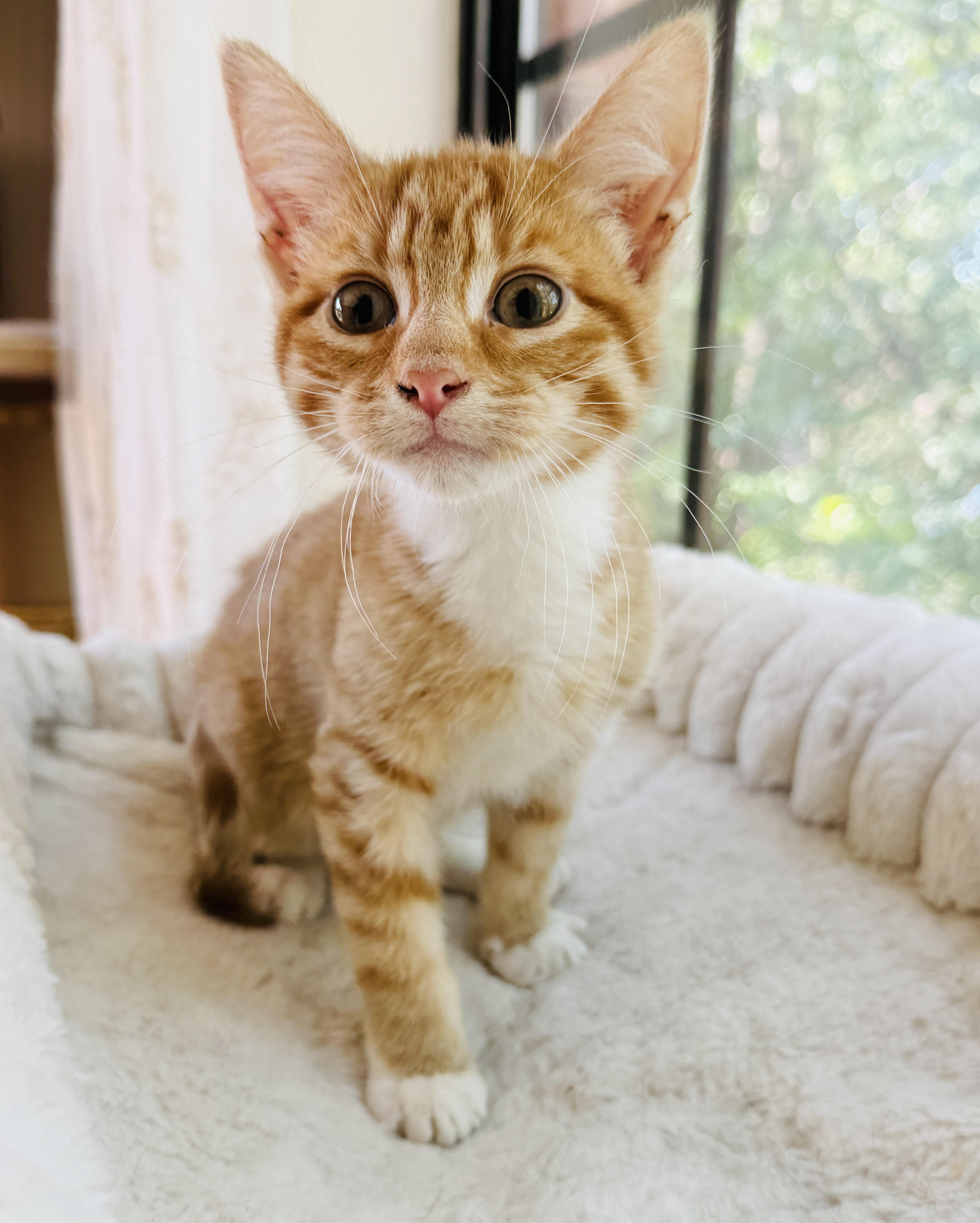 Cleo thumbnail 6