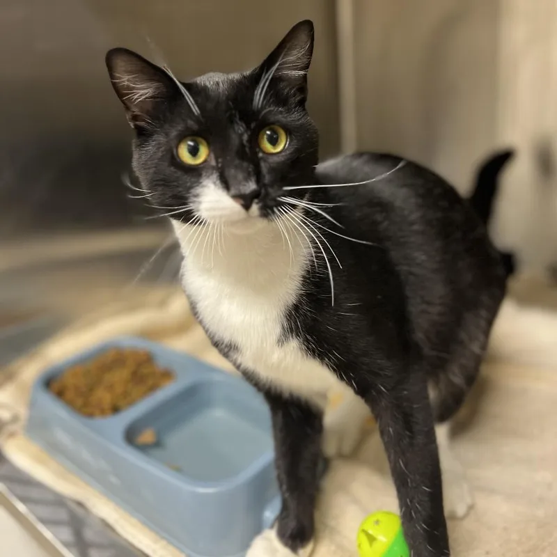 An adult small-sized male Black Domestic Short Hair cat named Rocky for adoption in Harrisville, WV
