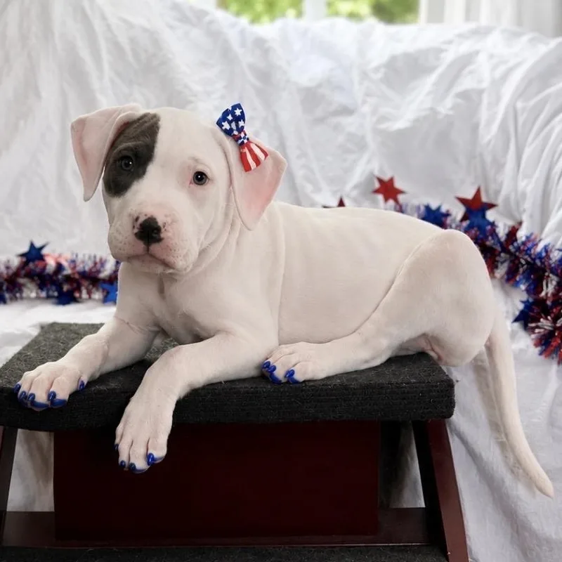 A baby medium-sized female White / Cream Pit Bull Terrier dog named Sardine for adoption in Grafton, MA