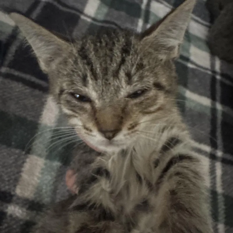 A baby small-sized female Gray / Blue / Silver Domestic Short Hair cat named Scflstray_____ for adoption in Lake Panasoffkee, FL