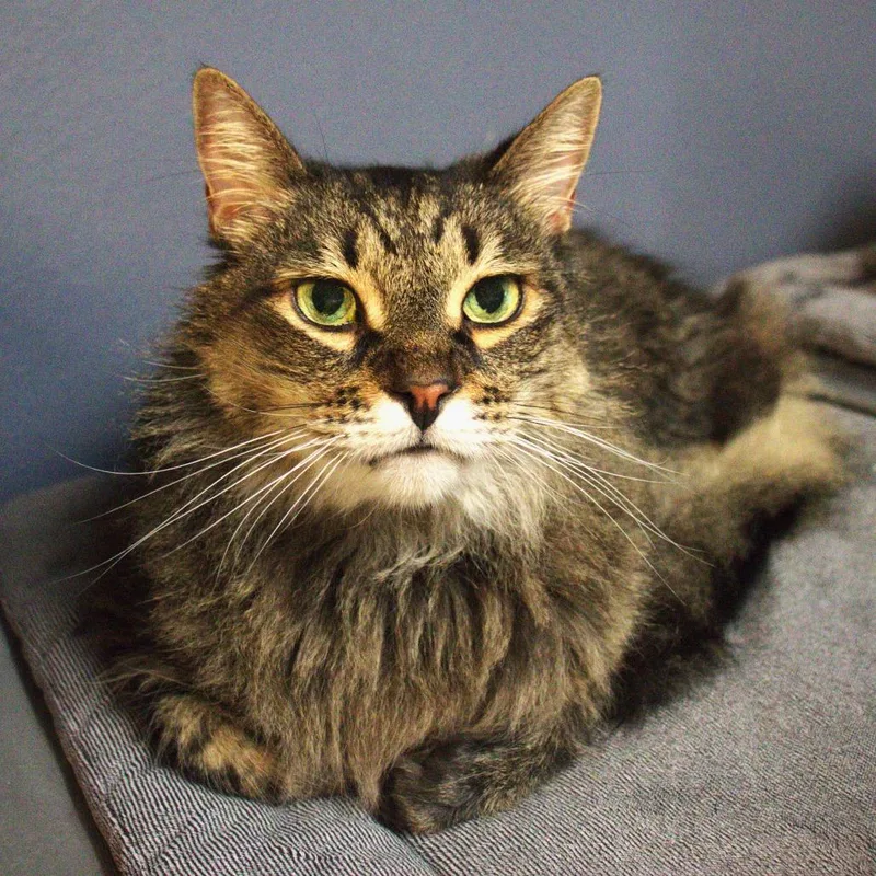 A young medium-sized male Brown / Chocolate Domestic Long Hair cat named Roman for adoption in Lakeland, FL