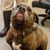 An adult large-sized male Brindle Mixed Breed dog named Chewy for adoption in Buffalo, MN