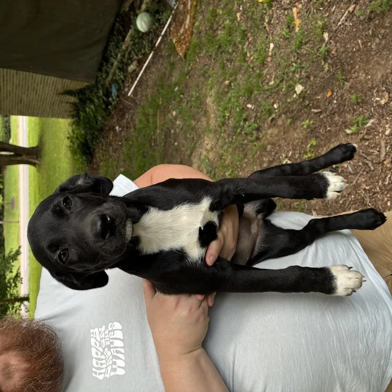 A baby medium-sized female Australian Shepherd dog named Willow for adoption in Cordova, TN