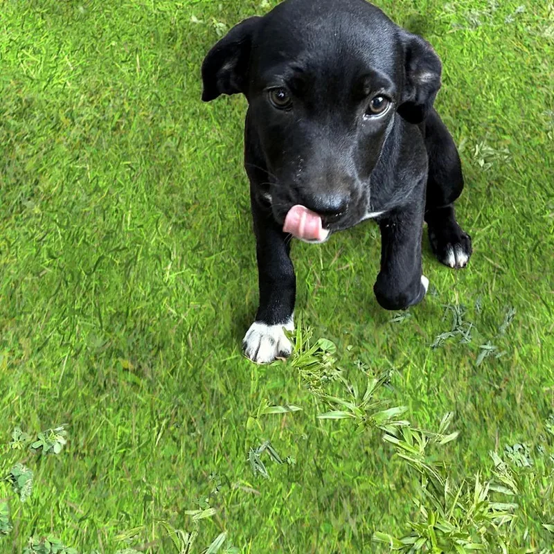 Willow thumbnail 5