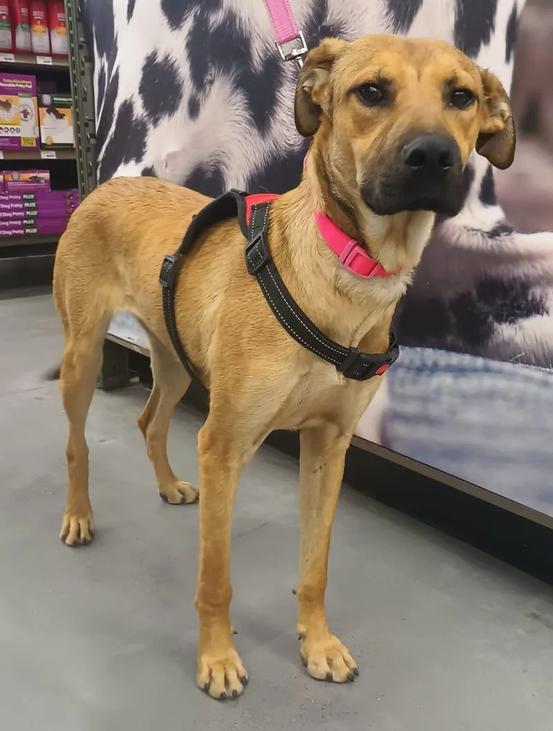 A young medium-sized female Shepherd dog named Antonela for adoption in Orange, CA