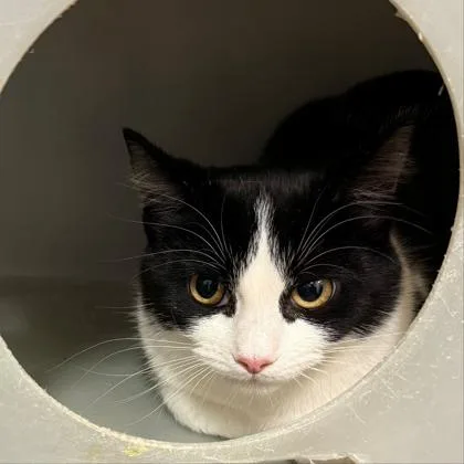 An adult medium-sized female Black Domestic Short Hair cat named Bella Mia for adoption in Lansing, MI