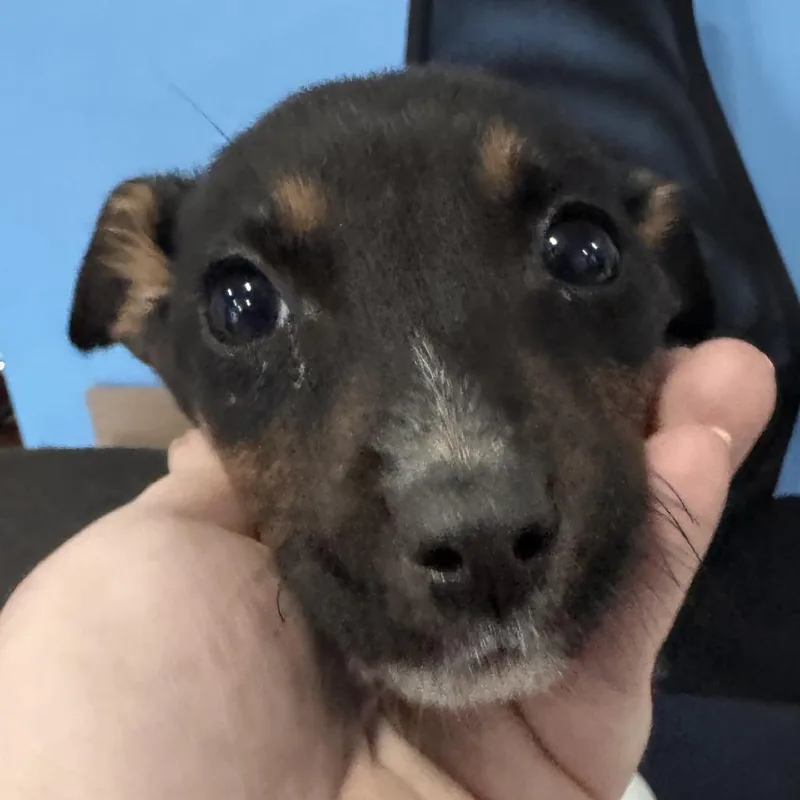 A baby small-sized male Black Chihuahua dog named Benedict for adoption in Lynchburg, VA