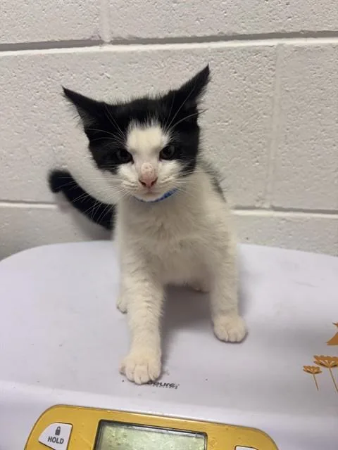 A baby small-sized male Domestic Short Hair cat named Balou for adoption in Upper Marlboro, MD