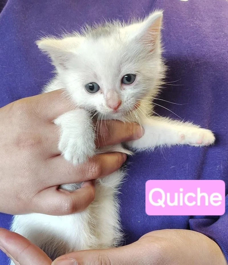 A baby small-sized male Domestic Medium Hair cat named Quiche for adoption in Mena, AR