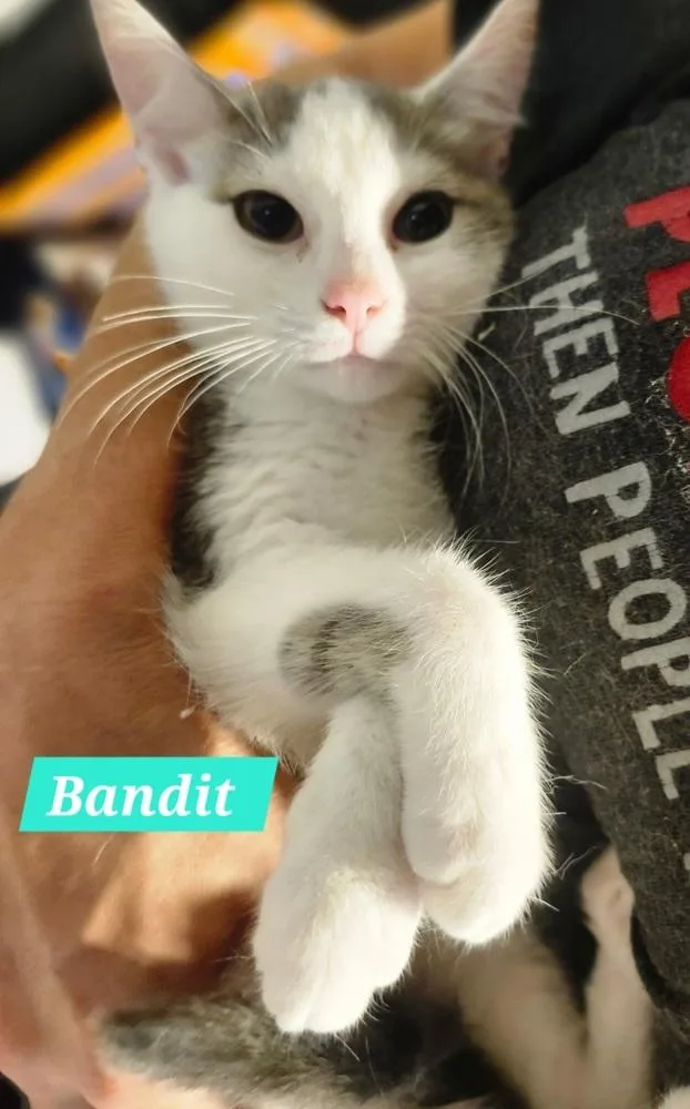 A baby medium-sized male Domestic Short Hair cat named Bandit for adoption in Elyria, OH