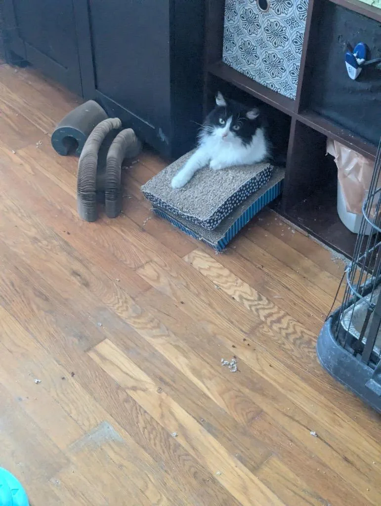 A baby medium-sized female Domestic Long Hair cat named Rupawl for adoption in Pawtucket, RI